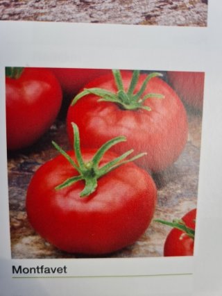 Tomate Montfavet Godet de 8cm